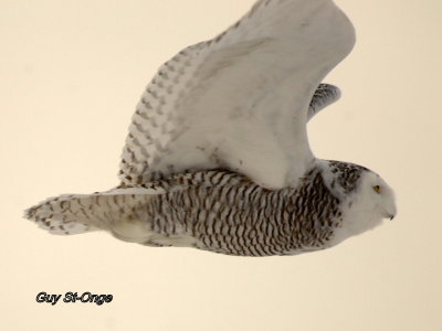 Harfang des neiges