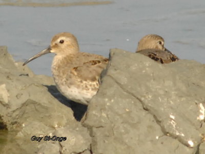        Bécasseau variable