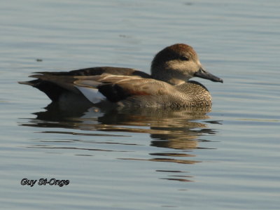             Canard Chipeau 