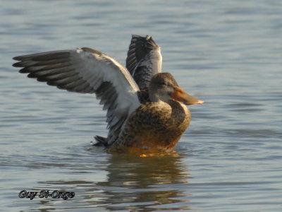 Canard souchet