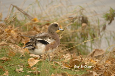  Canard d'Amérique