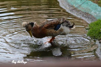        Canard colvert huppé