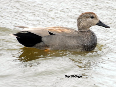             Canard Chipeau 