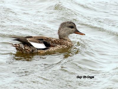             Canard Chipeau 