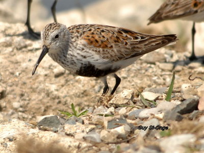         Bécasseau variable.