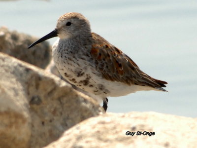         Bécasseau variable.