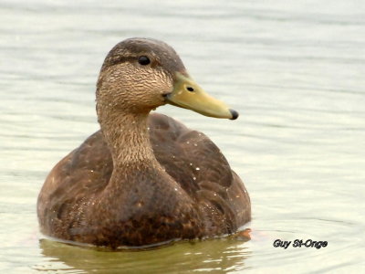              Canard noir.
