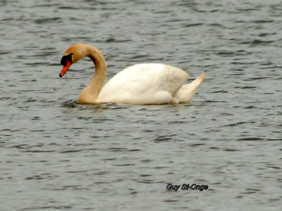            Cygne tuberculé.