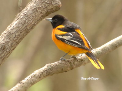 Oriole de Baltimore