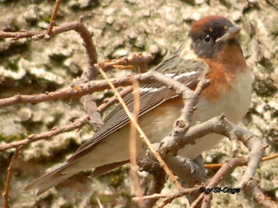       Paruline à poitrine baie 