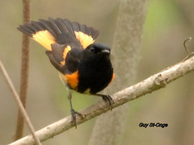        Paruline flamboyante 