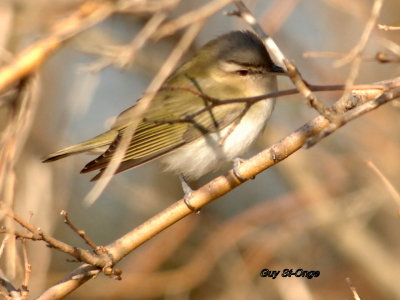 Paruline obscure 5.jpg