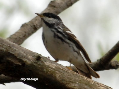               Paruline rayée 