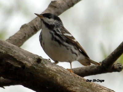             Paruline rayée 