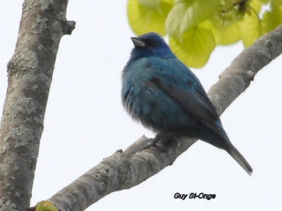           Passerin indigo 