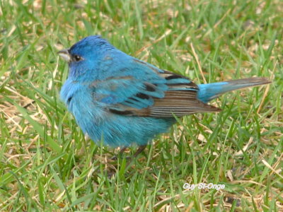              Passerin indigo 