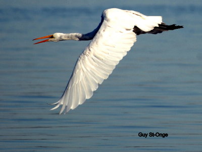    Grande Aigrette 