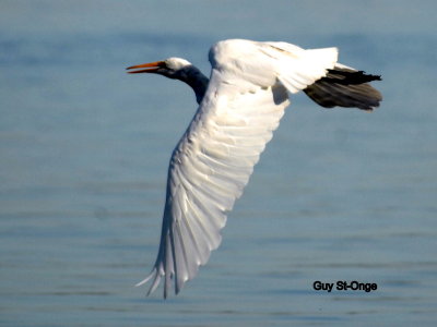    Grande Aigrette 