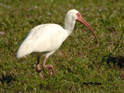 ibis_blanc