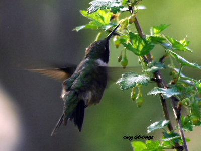 Colibri à gorge rubis