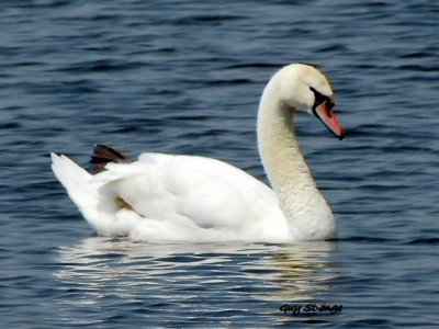   Cygne tuberculée