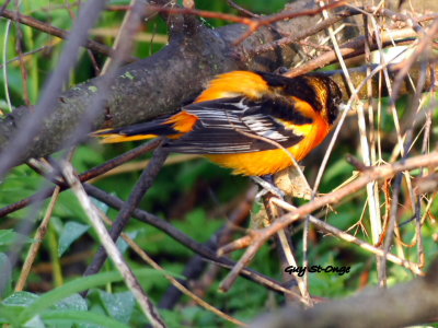  Oriole de Baltimore