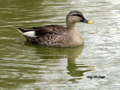 Canard à bec tacheté