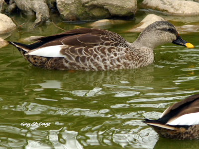 Canard à bec tacheté.