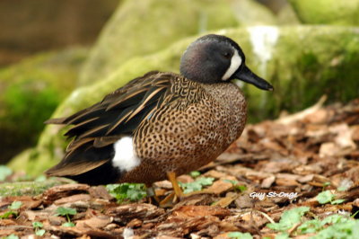   Canard bridé