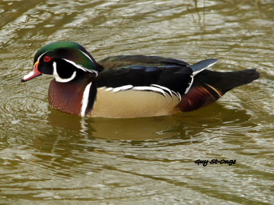 Canard carolin (branchu)