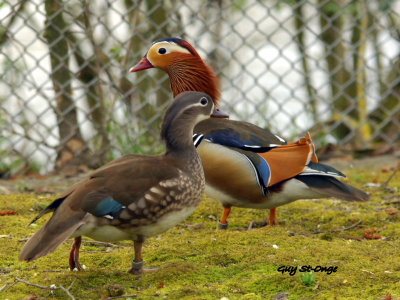  Canard Mandarin