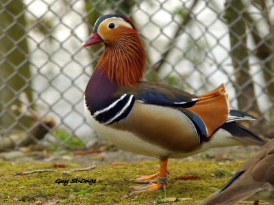   Canard Mandarin
