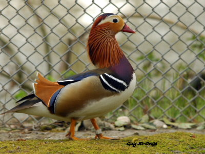   Canard Mandarin