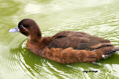   Canard Mandarin