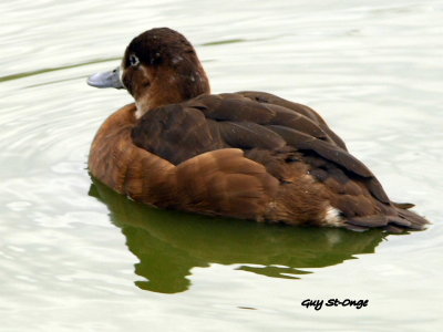   Canard Mandarin