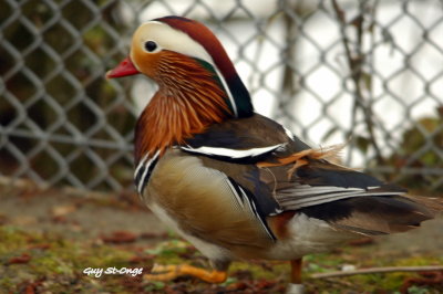  Canard Mandarin