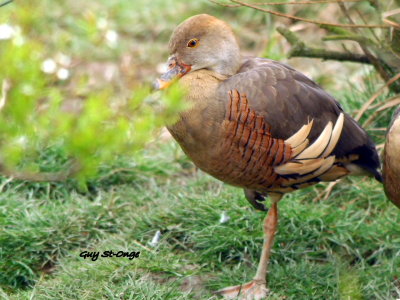   Dendrocygne d'Eyton