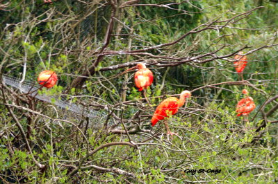    Ibis rouge