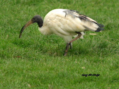      Ibis sacré