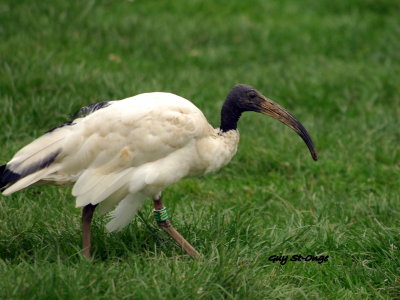      Ibis sacré