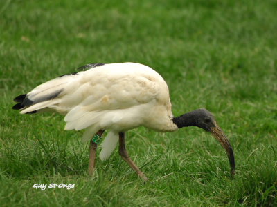     Ibis sacré