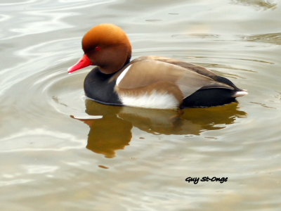     Nette rousse 