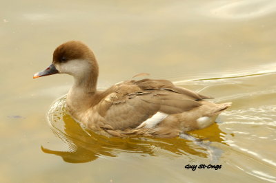 Nette rousse (femelle)