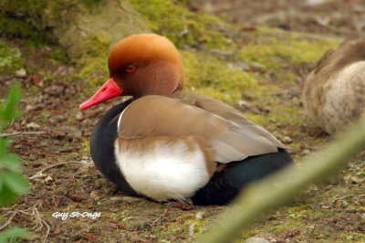   Nette rousse