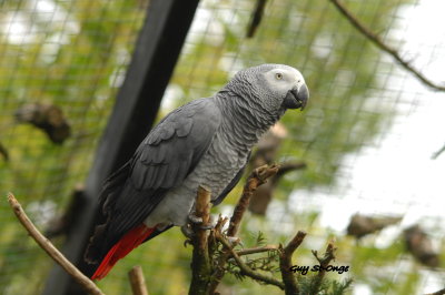  Perroquet gris du Gabon