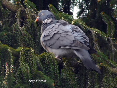   Pigeon ramier
