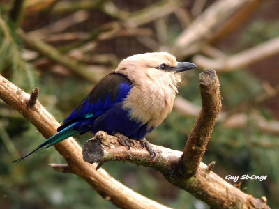 Rollier à ventre bleu 