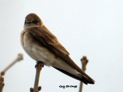 Hirondelle à ailes hérissées