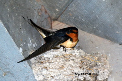 Hirondelle rustique