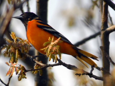 Oriole de Baltimore